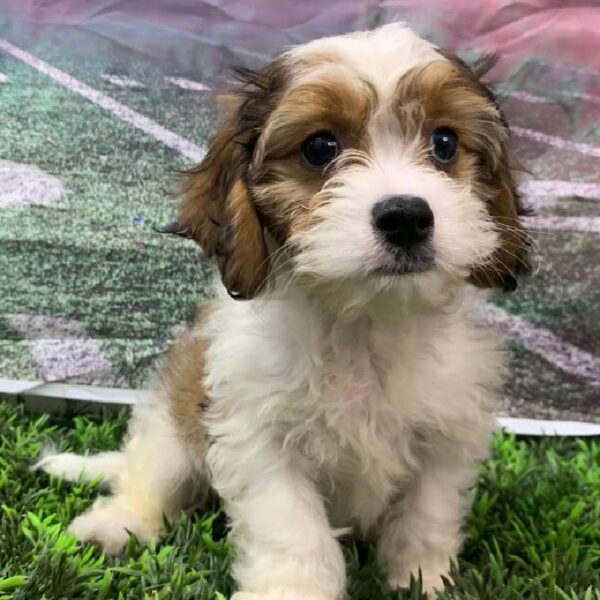 Cavachon-DOG-Male-Brown / White-10862-Petland Robinson, PA