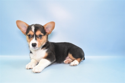 Pembroke Welsh Corgi-DOG-Female-Black and Tan-10870-Petland Robinson, PA