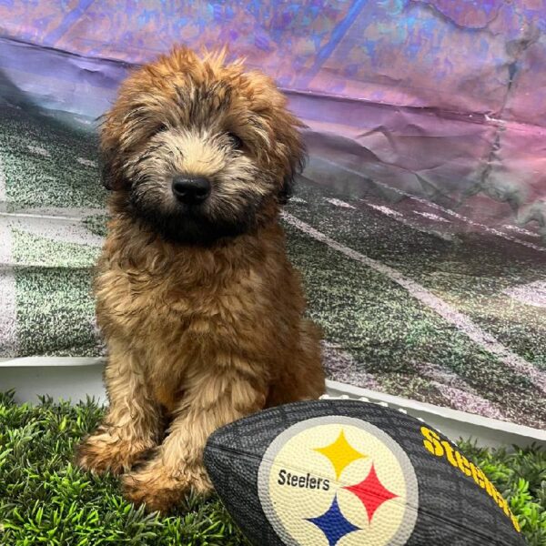 Soft Coated Wheaten Terrier-DOG-Male-Wheaten-10886-Petland Robinson, PA