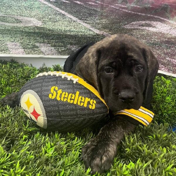 English Mastiff-DOG-Male-Brindle-10891-Petland Robinson, Pittsburgh, PA