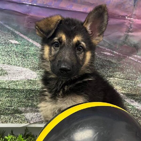 German Shepherd-DOG-Female-Black / Tan-10893-Petland Robinson, Pittsburgh, PA