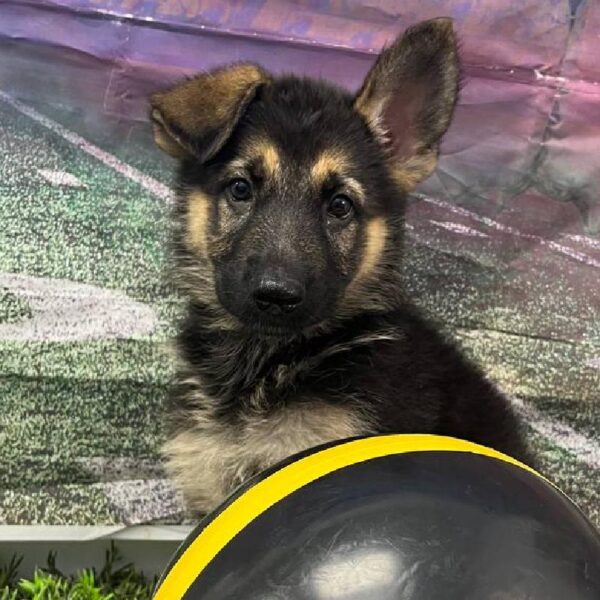 German Shepherd-DOG-Female-Black / Tan-10893-Petland Robinson, PA