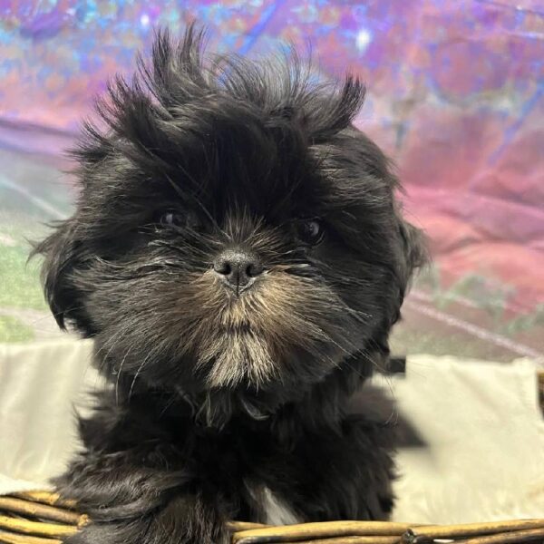 Shih Tzu-DOG-Female-Black-10914-Petland Robinson, Pittsburgh, PA