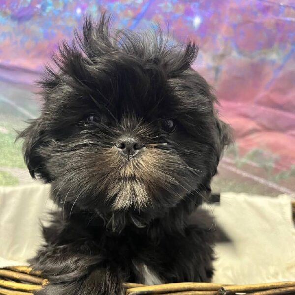 Shih Tzu-DOG-Female-Black-10914-Petland Robinson, PA