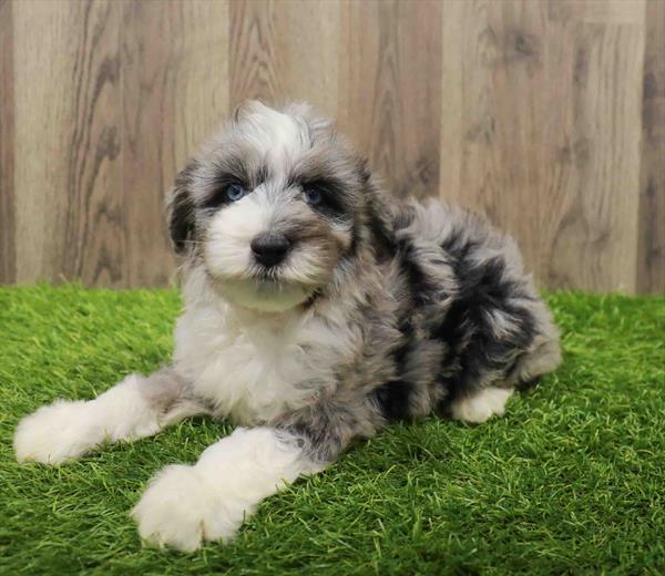 Mini Aussiedoodle-DOG-Male-Blue Merle-10614-Petland Robinson, Pittsburgh, PA