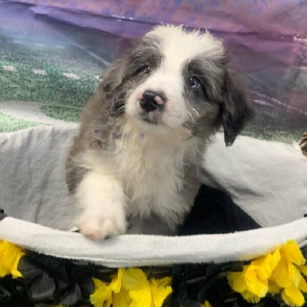 Mini AussiePoo-DOG-Male-Merle-10659-Petland Robinson, Pittsburgh, PA