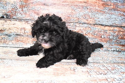 Lhasa Apso-DOG-Male-Black-10759-Petland Robinson, PA