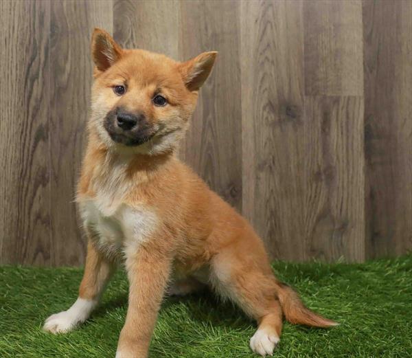 Shiba Inu-DOG-Female-Red Sesame-10791-Petland Robinson, PA