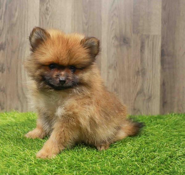 Pomeranian-DOG-Male-Orange Sable-10798-Petland Robinson, PA