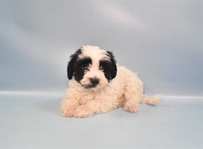 Yochon-DOG-Male-Black-10809-Petland Robinson, PA