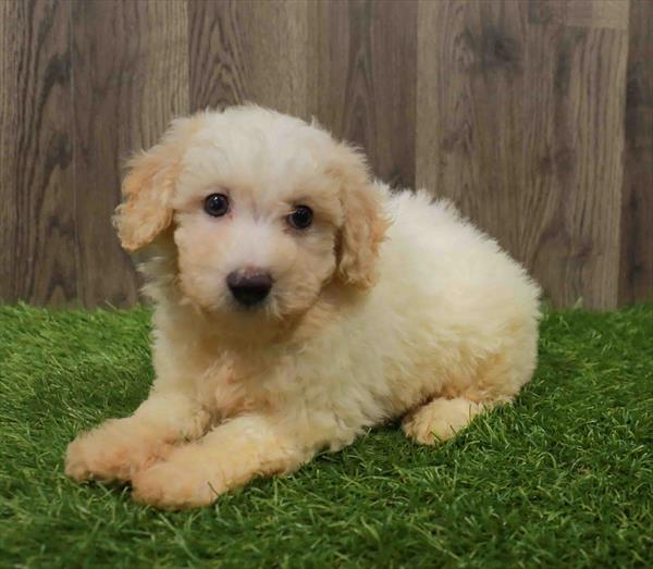 Bichon- Poo-DOG-Female-Cream-10830-Petland Robinson, Pittsburgh, PA