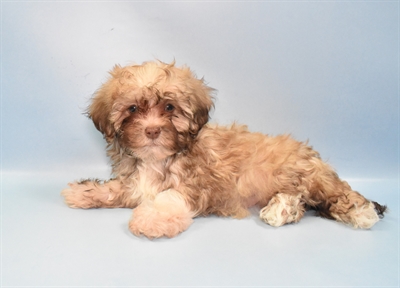 Havanese-Shih Tzu-DOG-Male-Chocolate-10871-Petland Robinson, Pittsburgh, PA