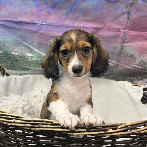 Dachshund-DOG-Male-Wild Boar-10888-Petland Robinson, Pittsburgh, PA