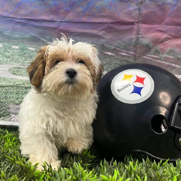 Yochon-DOG-Male-Red / White-10887-Petland Robinson, PA