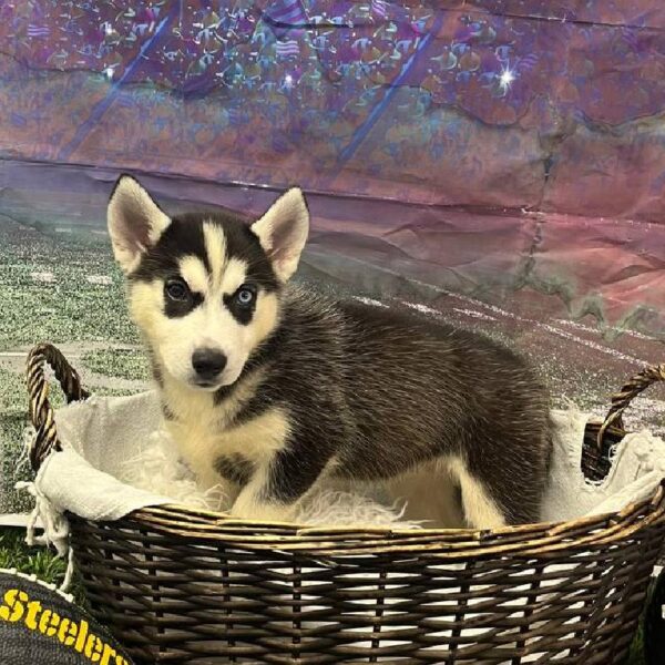 Siberian Husky-DOG-Female-Black / White-10892-Petland Robinson, Pittsburgh, PA
