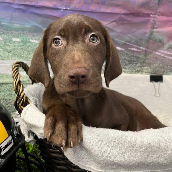 Labrador Retriever-DOG-Female-Chocolate-10898-Petland Robinson, PA