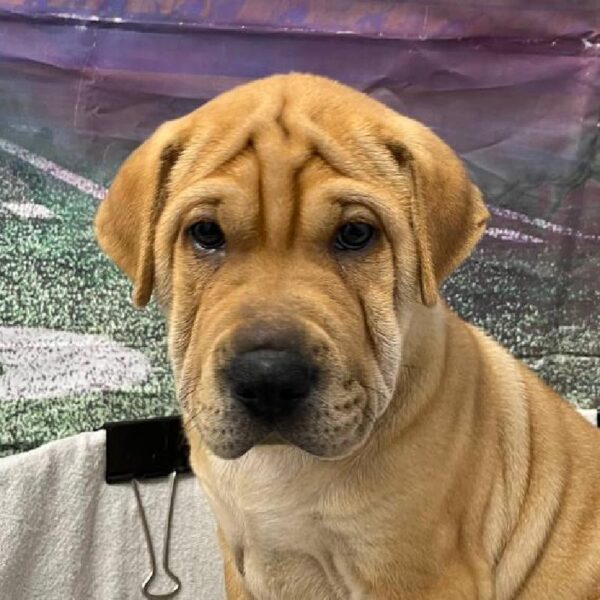 Mini Walrus-DOG-Male-Fawn-10916-Petland Robinson, PA