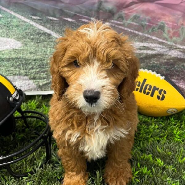 Mini Goldendoodle 2nd Gen.-DOG-Male-Red-10920-Petland Robinson, Pittsburgh, PA