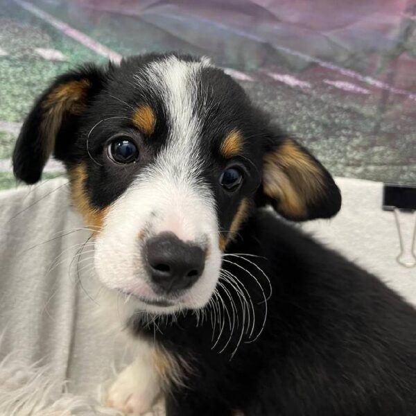 Auggie-DOG-Male-Black White and Brown-10897-Petland Robinson, Pittsburgh, PA