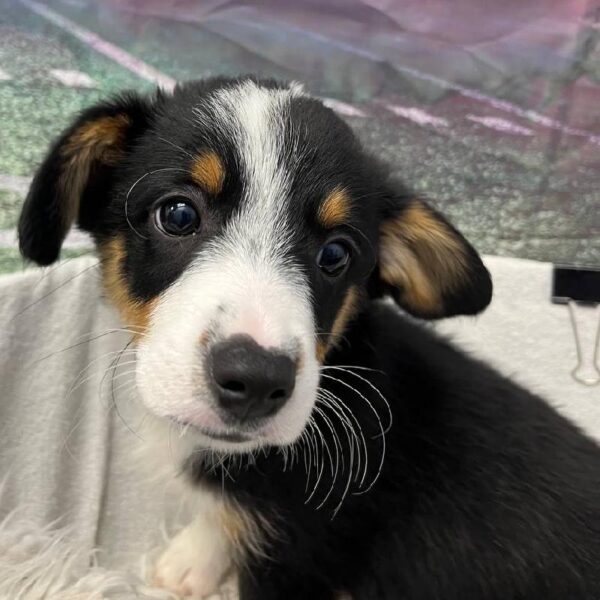 Auggie-DOG-Male-Black White and Brown-10897-Petland Robinson, PA