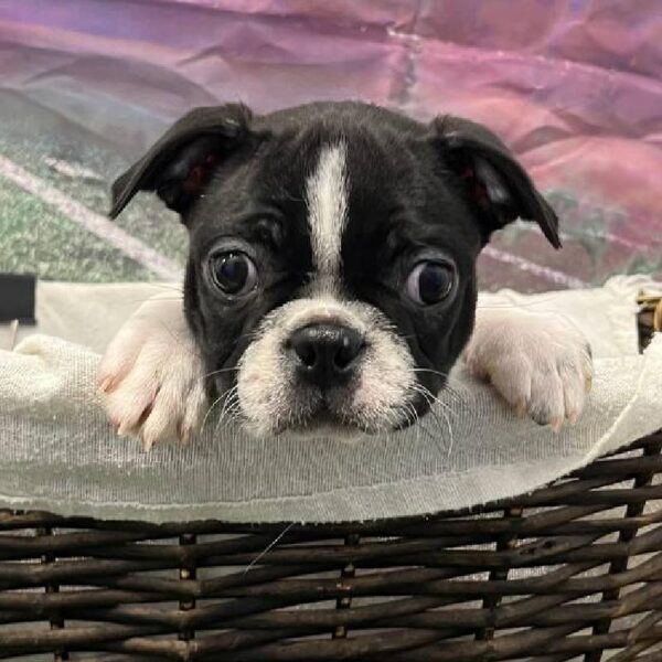 Boston Terrier-DOG-Female-Black / White-10917-Petland Robinson, Pittsburgh, PA