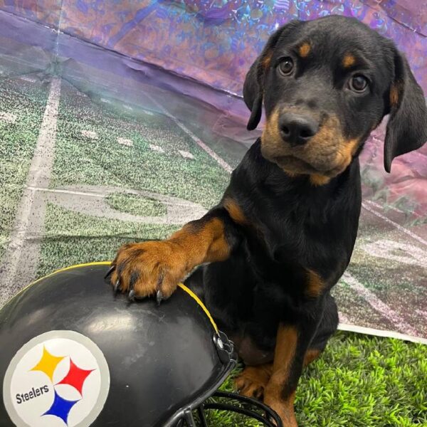 Rottweiler-DOG-Female-Black / Tan-10910-Petland Robinson, PA