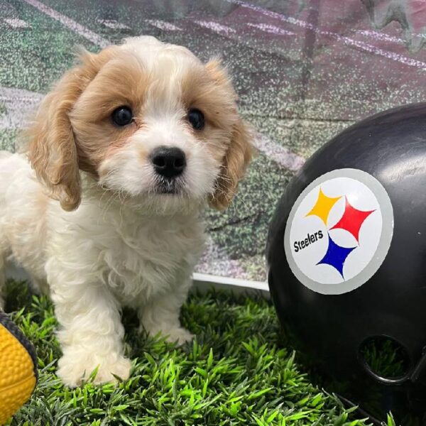 Cavachon-DOG-Male-Blenheim-10918-Petland Robinson, PA