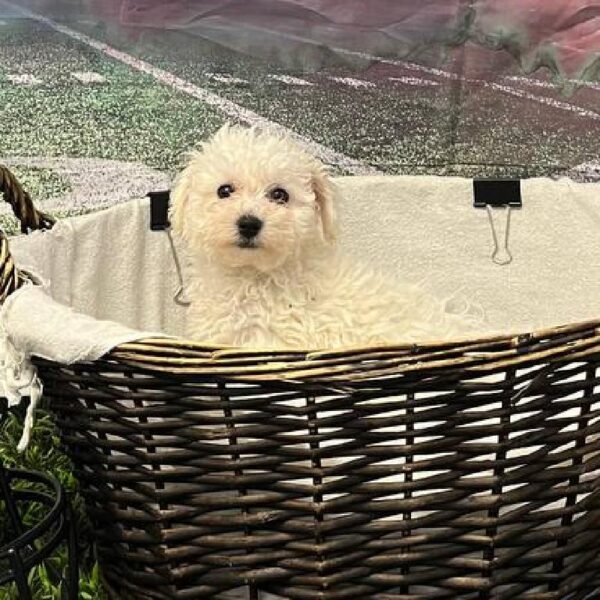 Bichon-DOG-Female-White-10895-Petland Robinson, Pittsburgh, PA