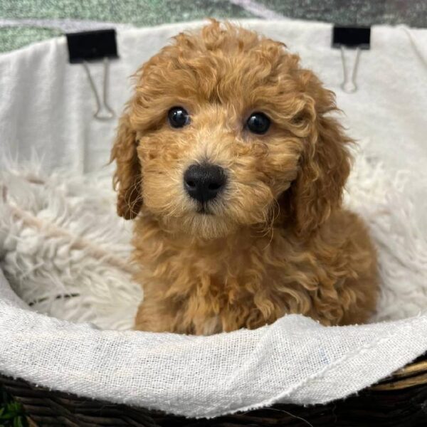 Maltipoo-DOG-Male-Red-10913-Petland Robinson, Pittsburgh, PA