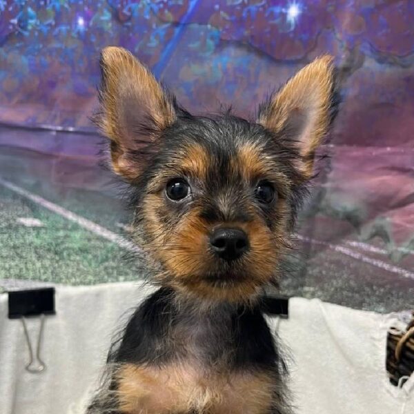 Silky Terrier-DOG-Male-Black and Tan-10896-Petland Robinson, PA