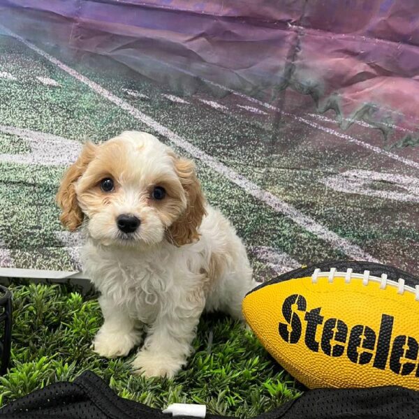 Cavachon-DOG-Female-Blenheim-10919-Petland Robinson, Pittsburgh, PA
