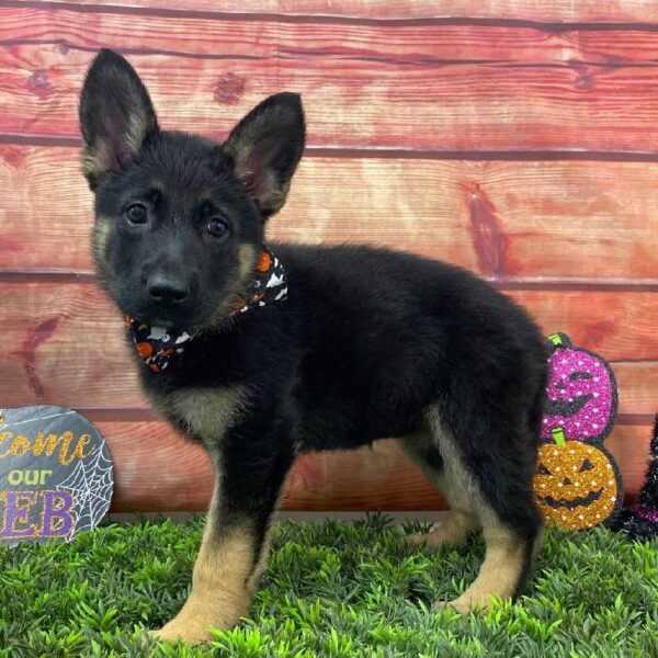 German Shepherd-DOG-Female-Black / Tan-10942-Petland Robinson, Pittsburgh, PA