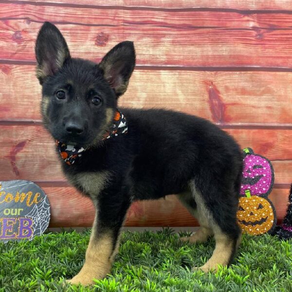 German Shepherd-DOG-Female-Black / Tan-10942-Petland Robinson, PA