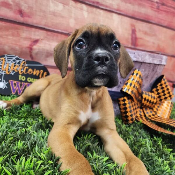 Boxer-DOG-Female-Fawn-10927-Petland Robinson, Pittsburgh, PA