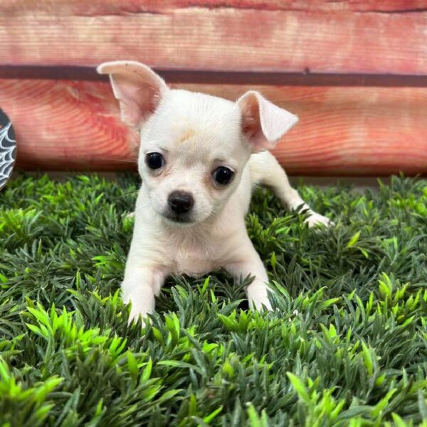 Chihuahua-DOG-Male-Cream-10929-Petland Robinson, Pittsburgh, PA