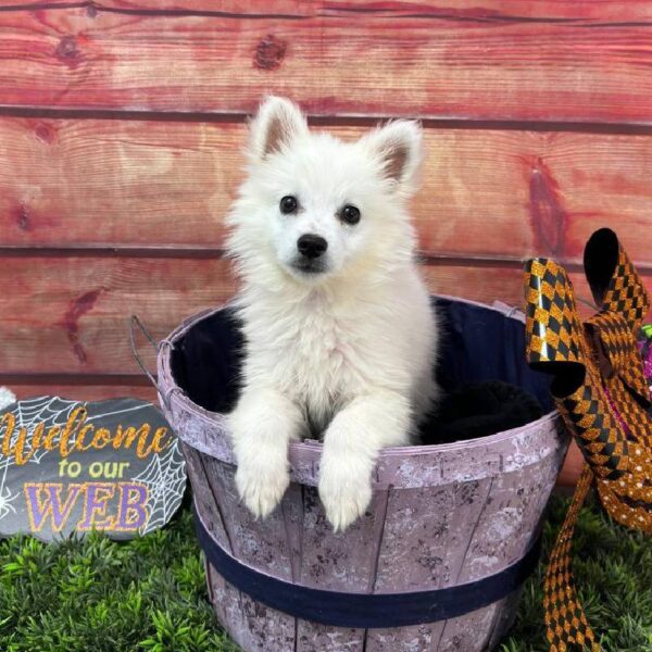American Eskimo-DOG-Female-White-10930-Petland Robinson, Pittsburgh, PA