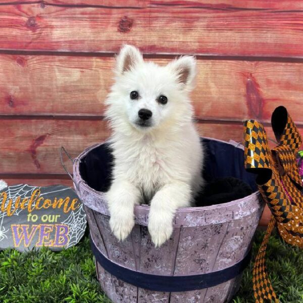 American Eskimo-DOG-Female-White-10930-Petland Robinson, PA