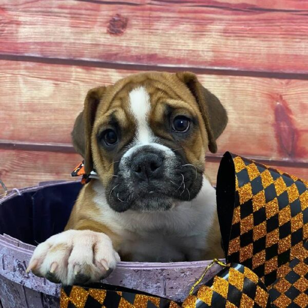English Bulldog-DOG-Female-Red-10938-Petland Robinson, Pittsburgh, PA