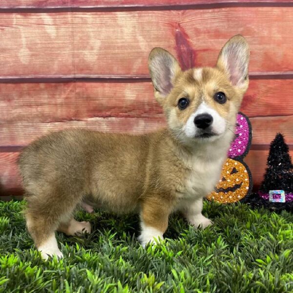 Pembroke Welsh Corgi-DOG-Male-Red Sable-10939-Petland Robinson, Pittsburgh, PA