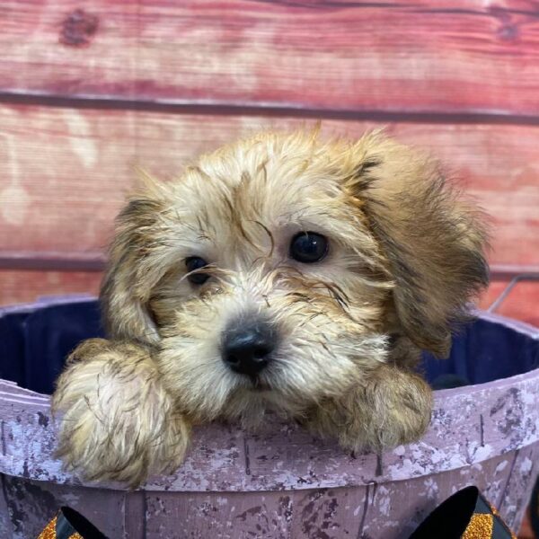 Yorkie-Poo-DOG-Female-Golden-10940-Petland Robinson, PA