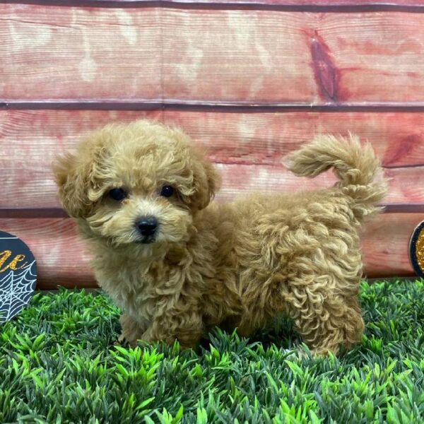 Shipoo-DOG-Female-Apricot-10943-Petland Robinson, Pittsburgh, PA