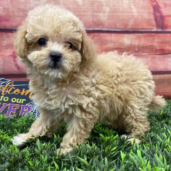 Shipoo-DOG-Female-Apricot-10944-Petland Robinson, Pittsburgh, PA