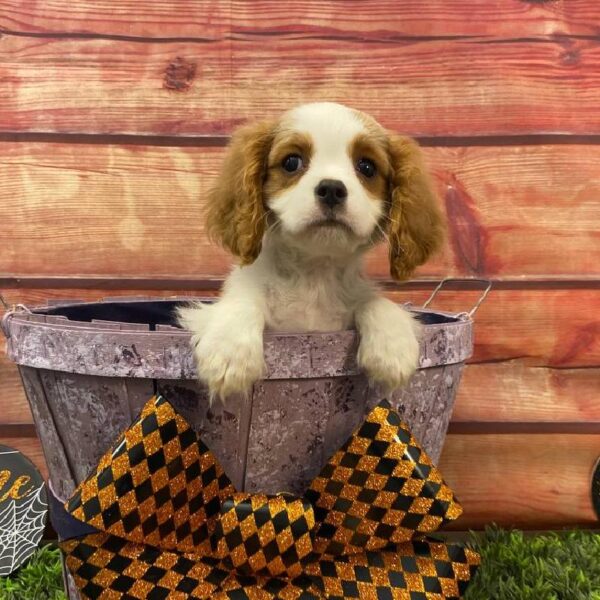 Cavalier King Charles Spaniel-DOG-Male-Blenheim-10945-Petland Robinson, PA