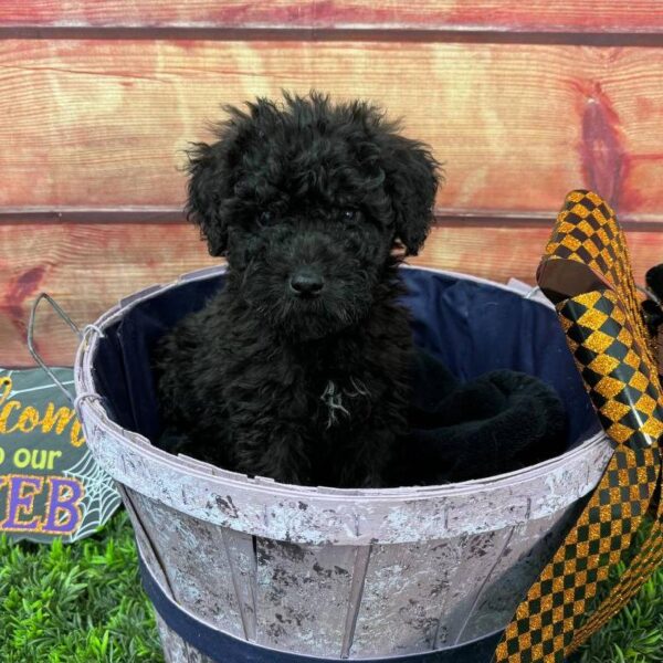 Whoodle-DOG-Male-Black-10946-Petland Robinson, Pittsburgh, PA