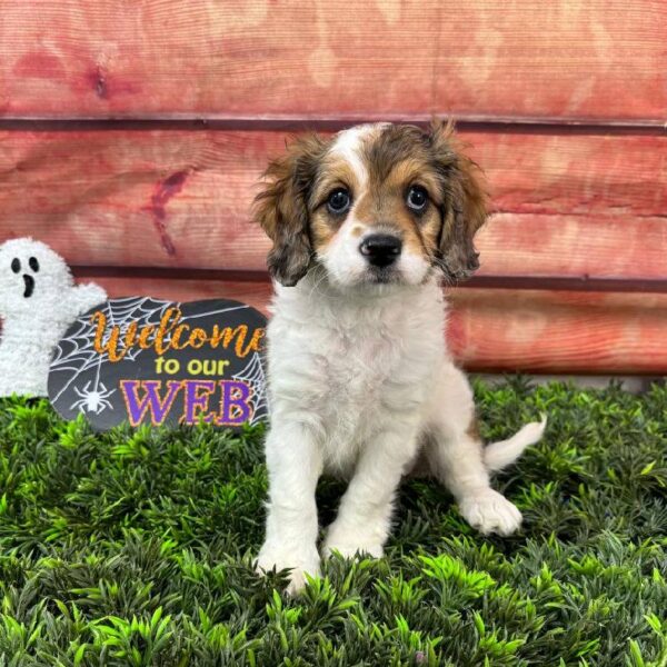 Cavapoo-DOG-Female-Red Merle-10947-Petland Robinson, Pittsburgh, PA