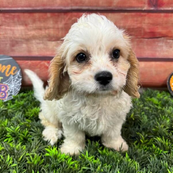 Cavachon-DOG-Female-White and Apricot-10948-Petland Robinson, PA