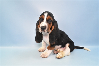 Basset Hound-DOG-Female-Black White and Tan-10949-Petland Robinson, PA