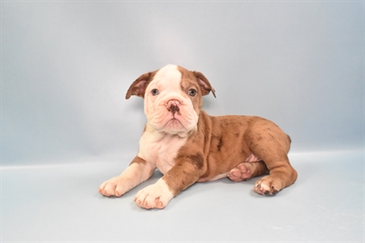 Old English Bulldog-DOG-Male-Merle-10950-Petland Robinson, PA