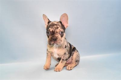 French Bulldog-DOG-Male-Blue Merle-10951-Petland Robinson, Pittsburgh, PA