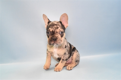 French Bulldog-DOG-Male-Blue Merle-10951-Petland Robinson, PA